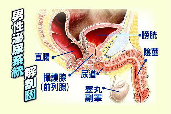 想保養攝護腺,記得背這性愛公式